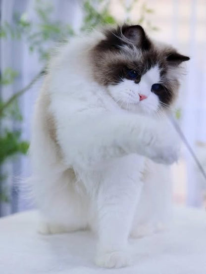 Ragdoll