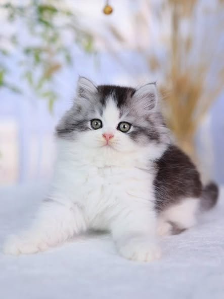 British Longhair