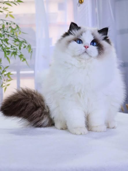 Ragdoll