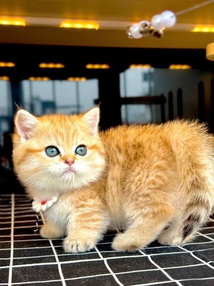 Munchkin