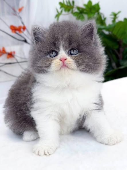 British Longhair