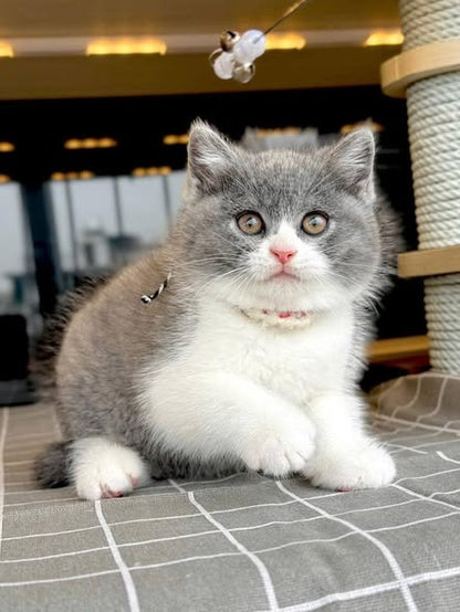 British Shorthair