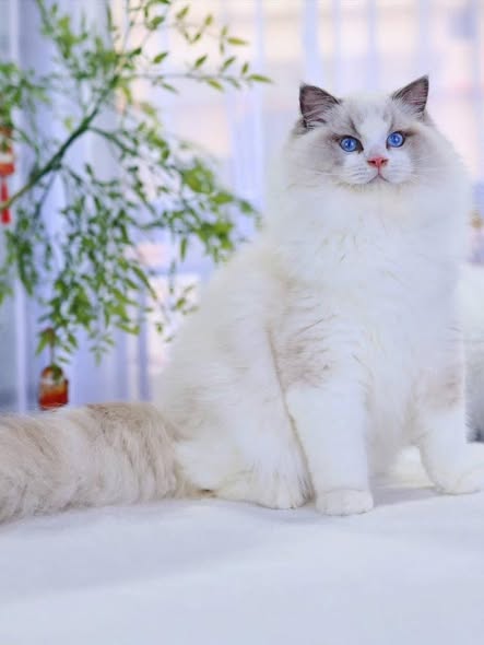 Ragdoll