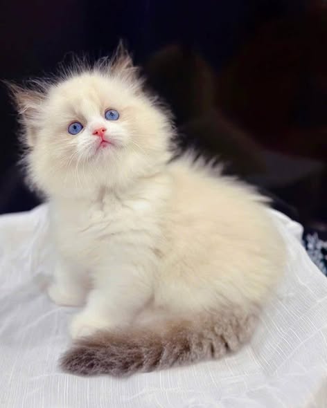 Ragdoll