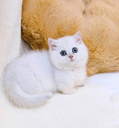 Munchkin