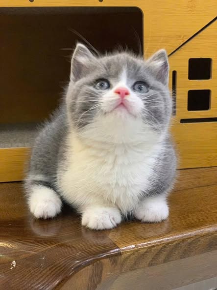 Munchkin