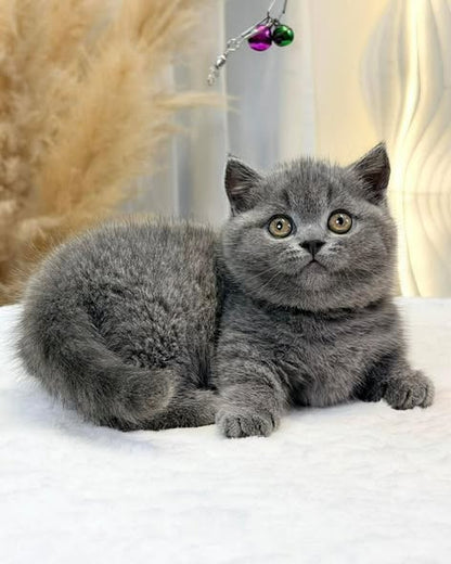 Munchkin