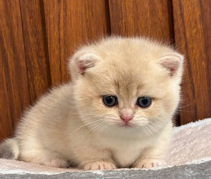 Munchkin