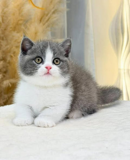 Munchkin