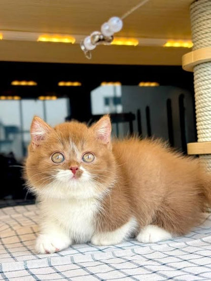 Munchkin