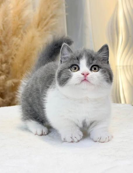 Munchkin