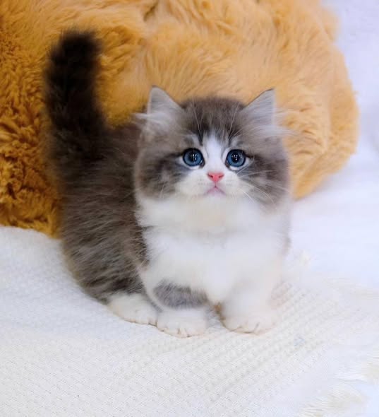 Munchkin Longhair