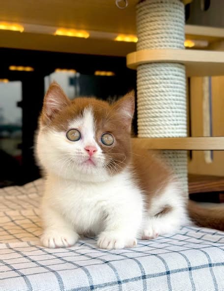 Munchkin