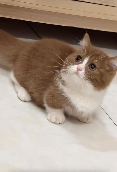 Munchkin