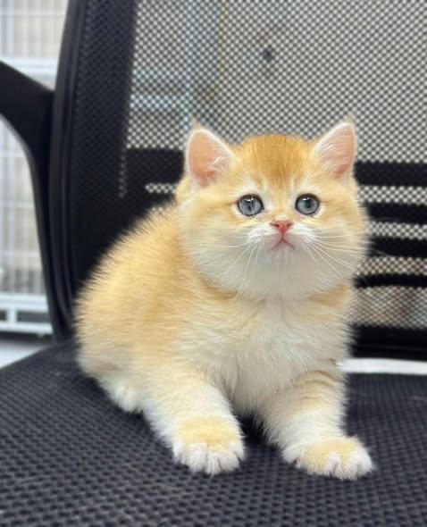 British Shorthair