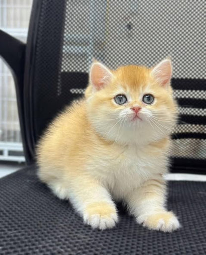 British Shorthair