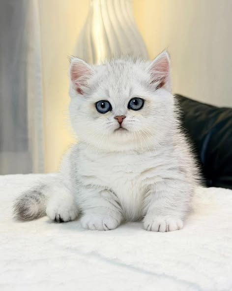 Munchkin