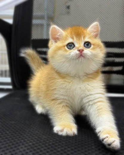 British Shorthair