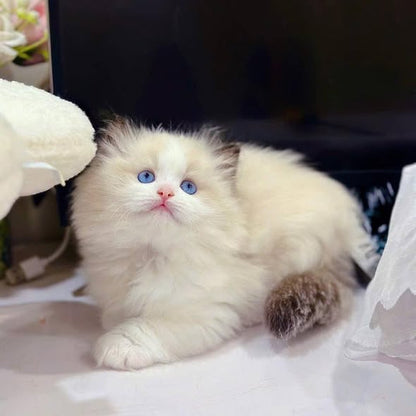 Ragdoll