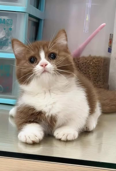 Munchkin