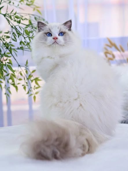 Ragdoll