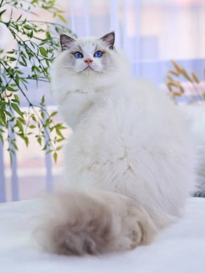 Ragdoll