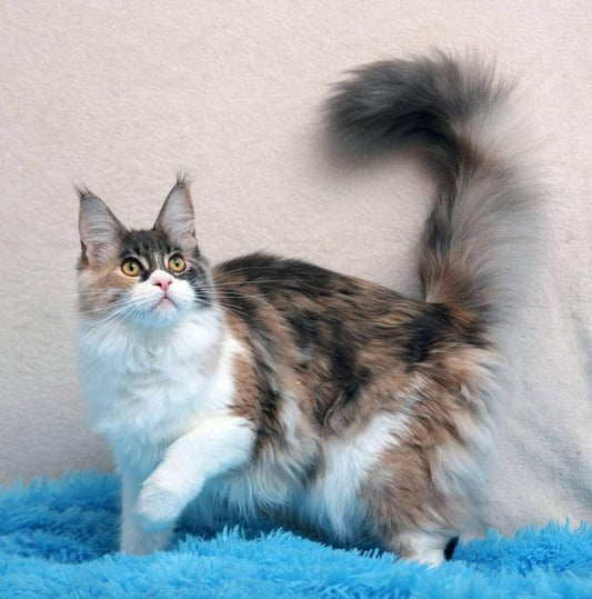 Maine Coon